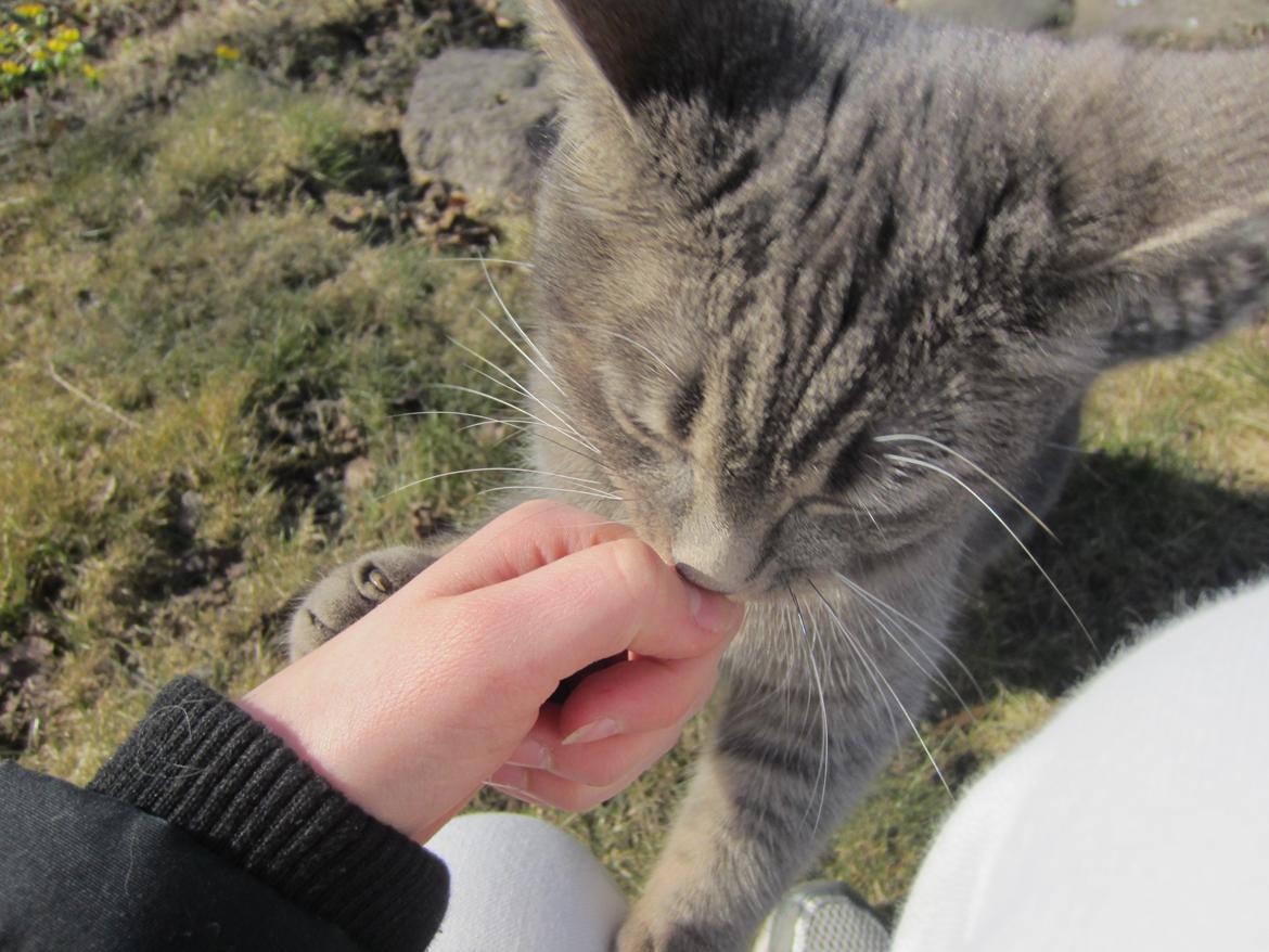 Blanding af racer Flicka<3 billede 15