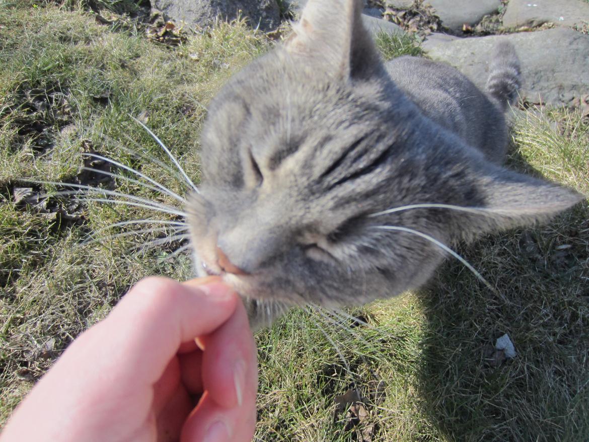 Blanding af racer Flicka<3 - Så dum kan jeg se ud, når jeg spiser whiskas godbidder billede 16