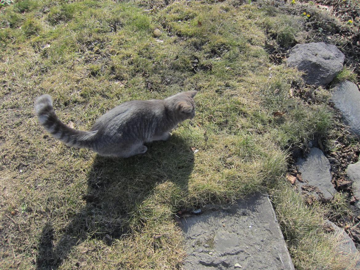 Blanding af racer Flicka<3 billede 17