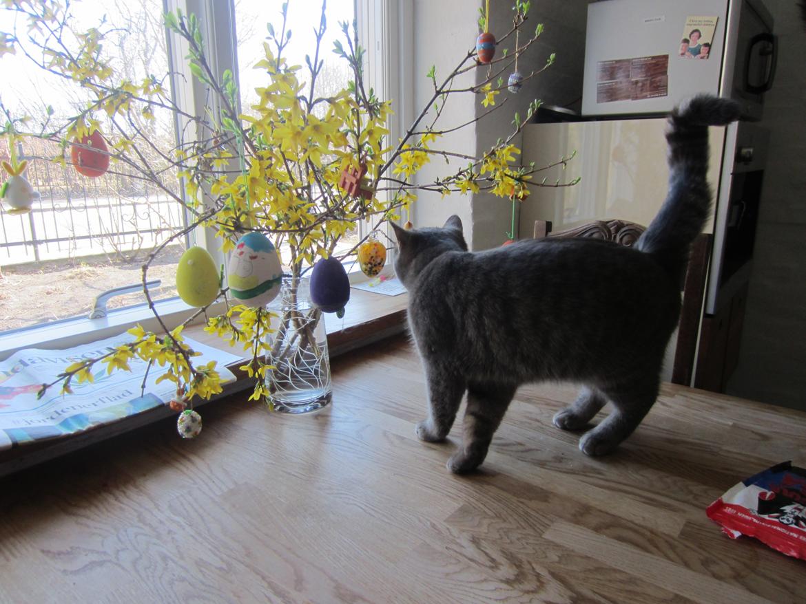 Blanding af racer Flicka<3 billede 18