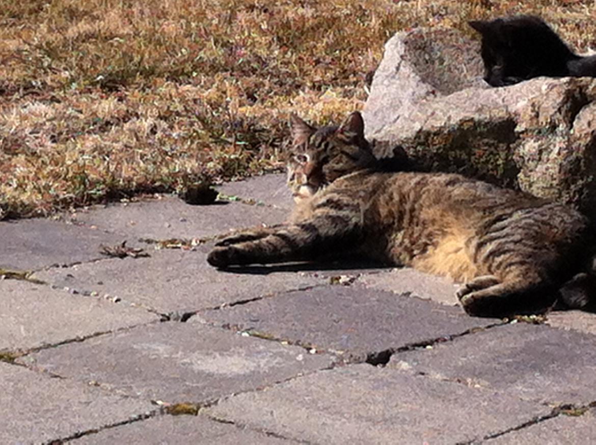 Huskat Koneco billede 3