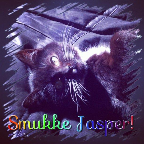 Huskat Jasper billede 1