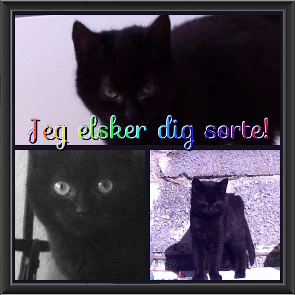 Huskat Sorti billede 1