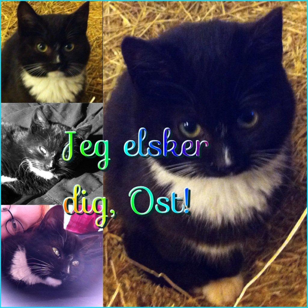 Huskat Ost<3 ( Sov sødt min lille engel:-( )*R.I.P* billede 1