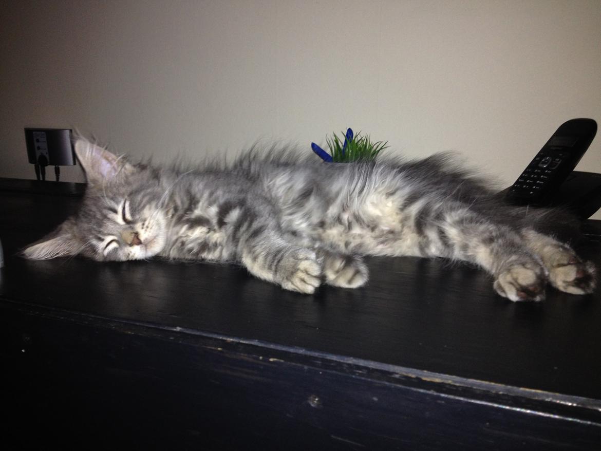 Maine Coon Tiger billede 1