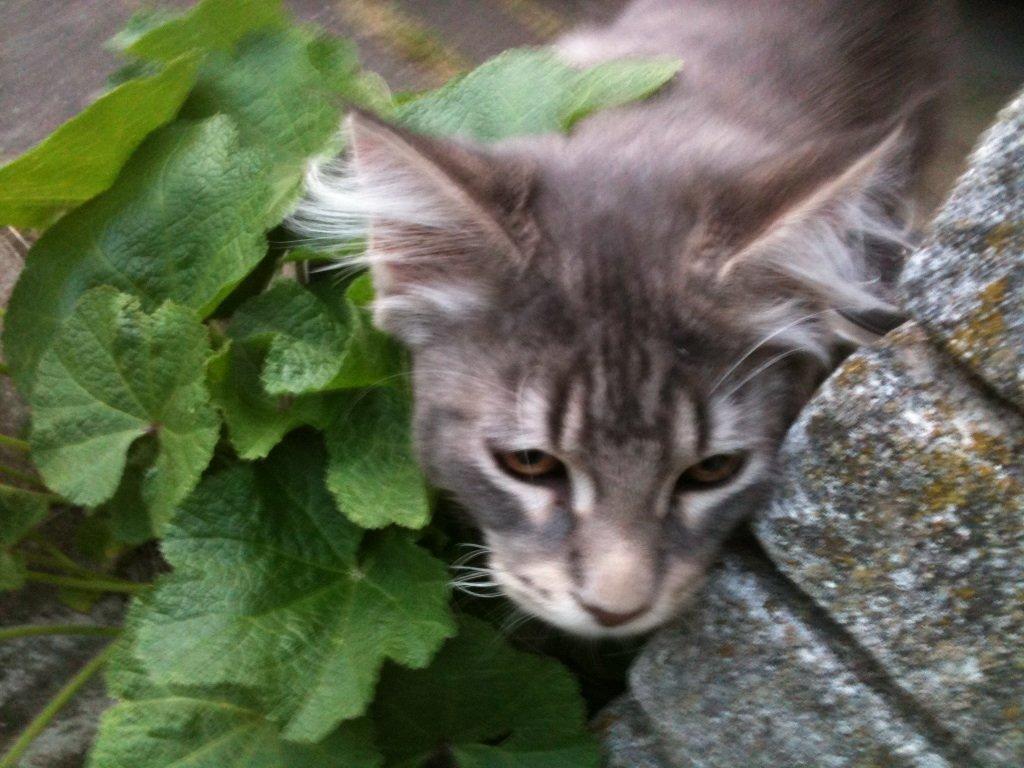 Maine Coon Tiger billede 2