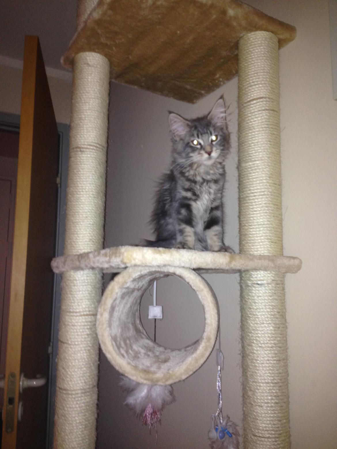 Maine Coon Tiger billede 3