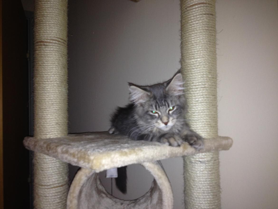 Maine Coon Tiger billede 4