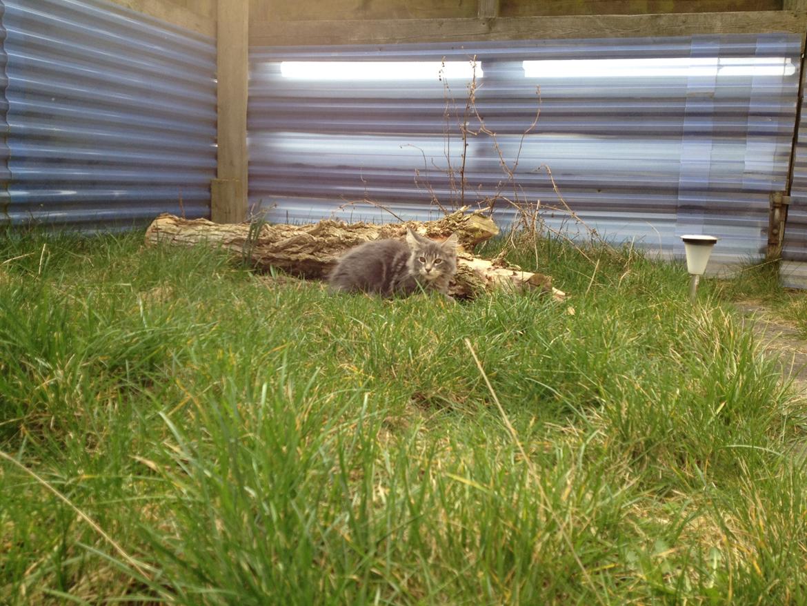 Maine Coon Tiger billede 5