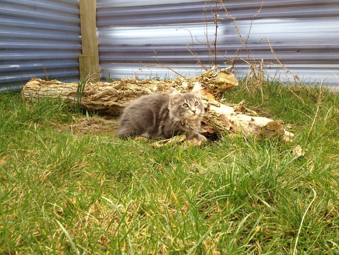 Maine Coon Tiger billede 6