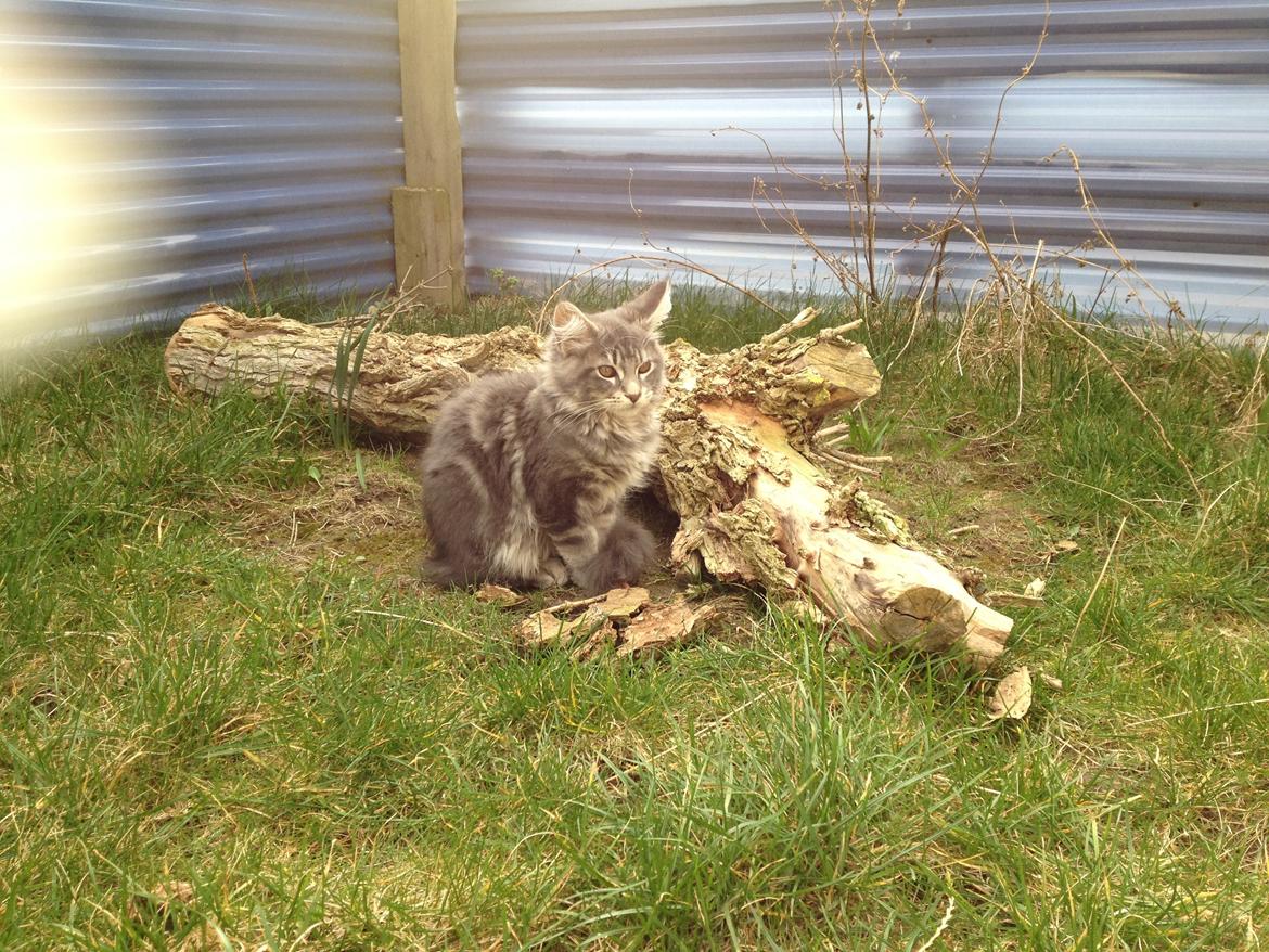 Maine Coon Tiger billede 7