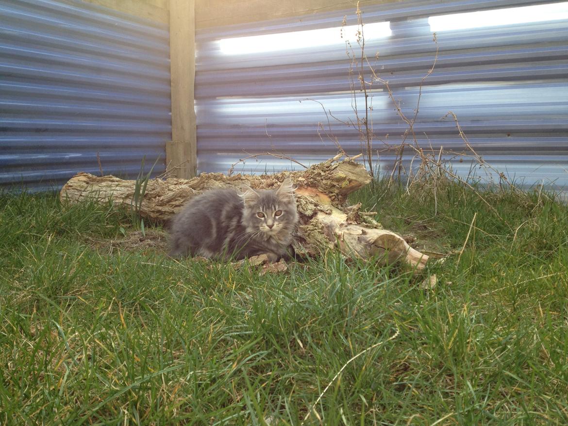 Maine Coon Tiger billede 8