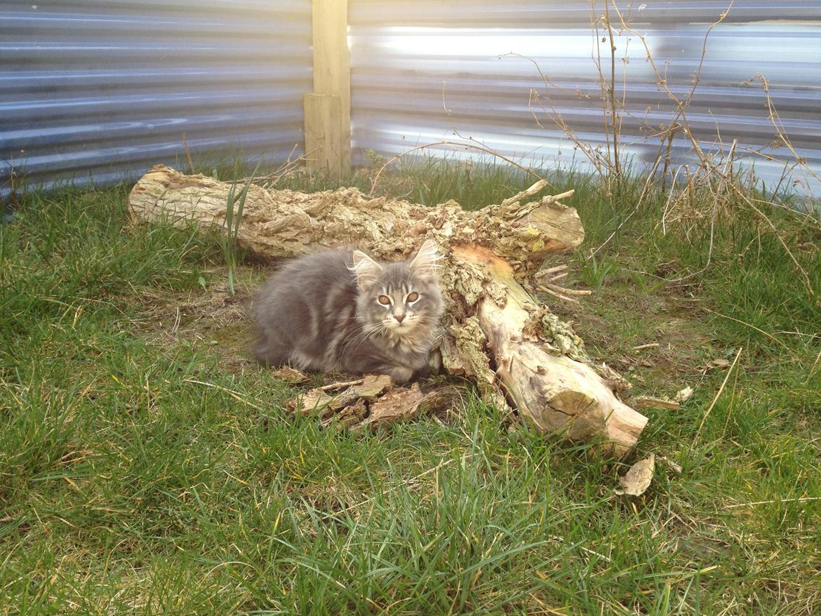 Maine Coon Tiger billede 9