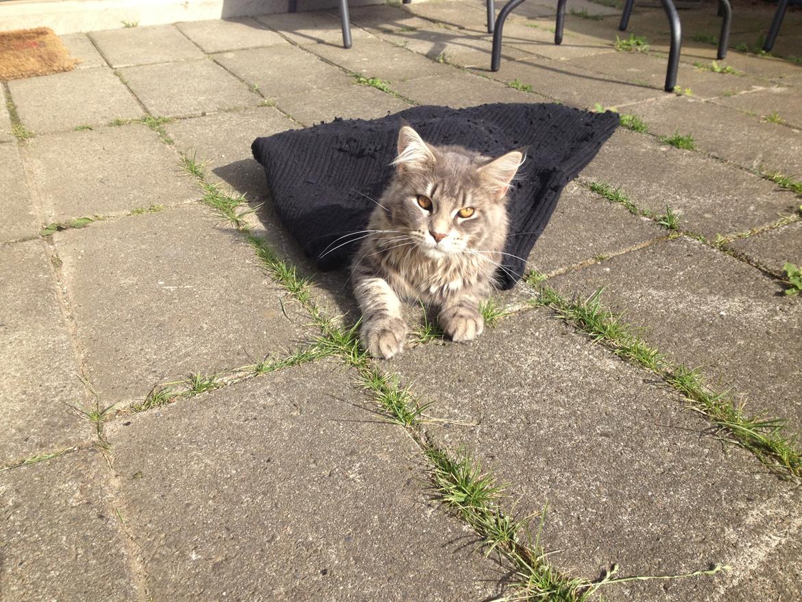 Maine Coon Tiger billede 10