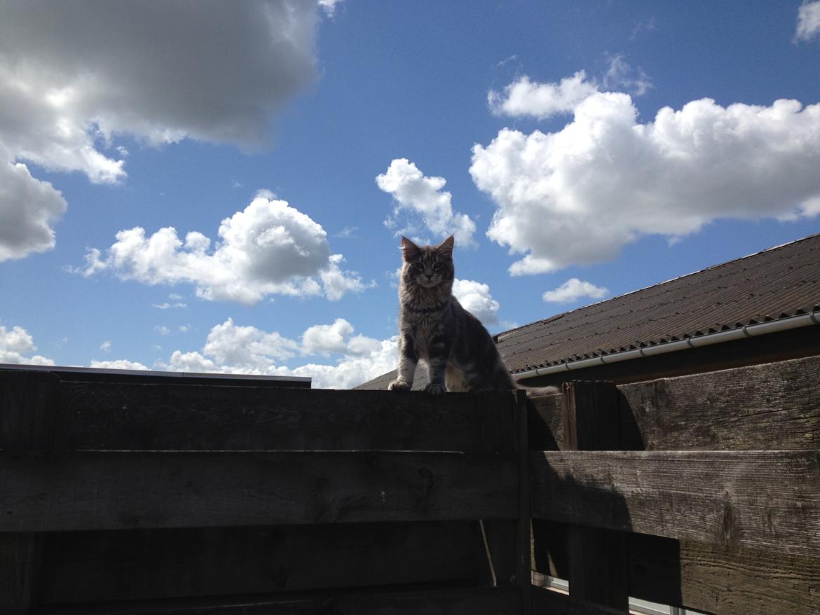 Maine Coon Tiger billede 11
