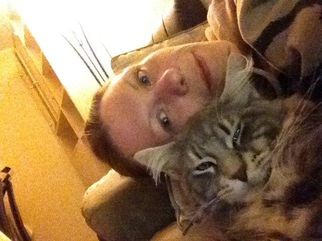 Maine Coon Tiger billede 12