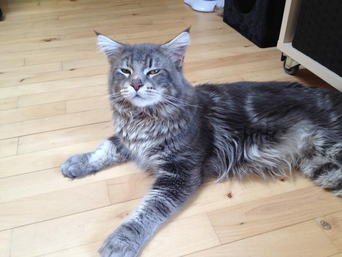 Maine Coon Tiger billede 13