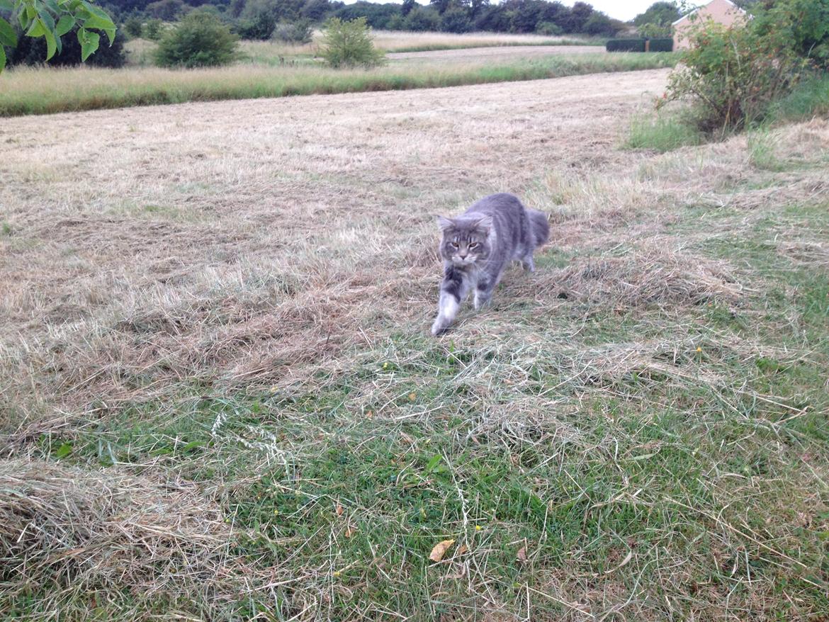 Maine Coon Tiger billede 14