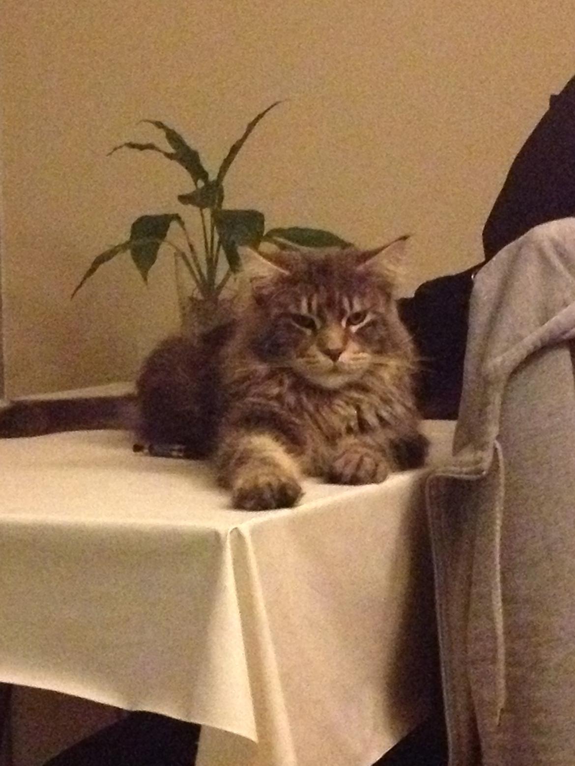 Maine Coon Tiger billede 15