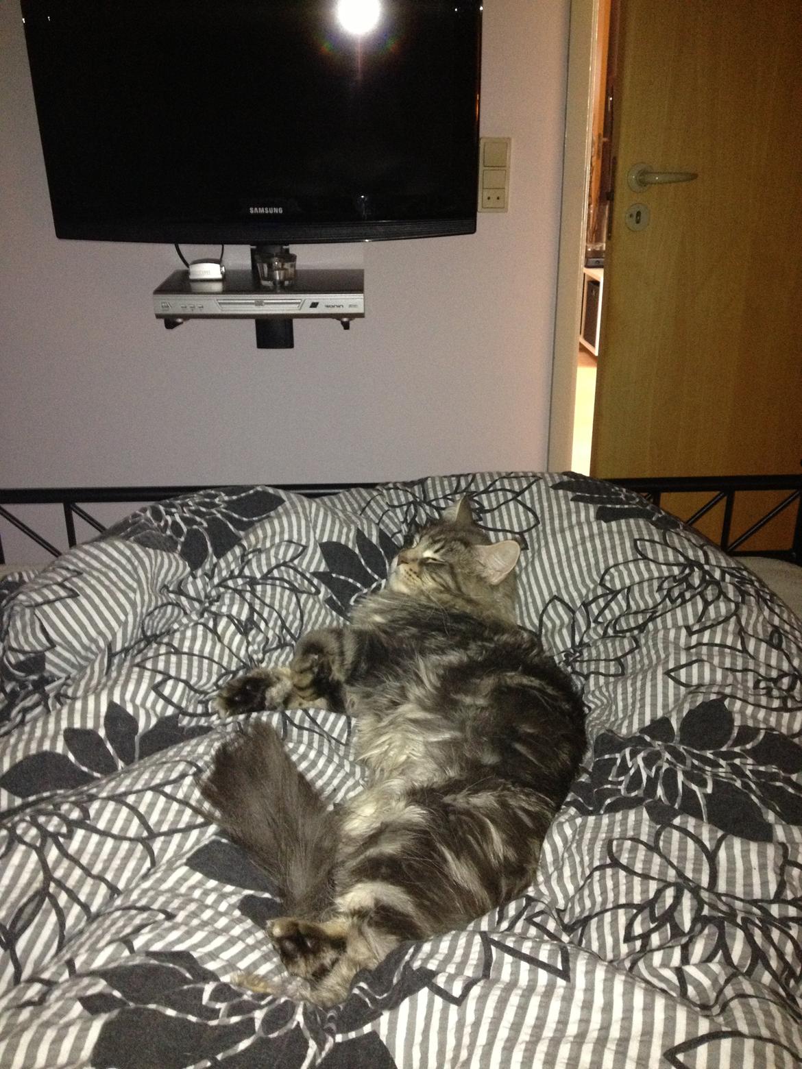 Maine Coon Tiger billede 16