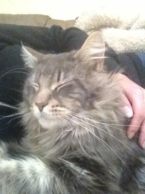 Maine Coon Tiger billede 17