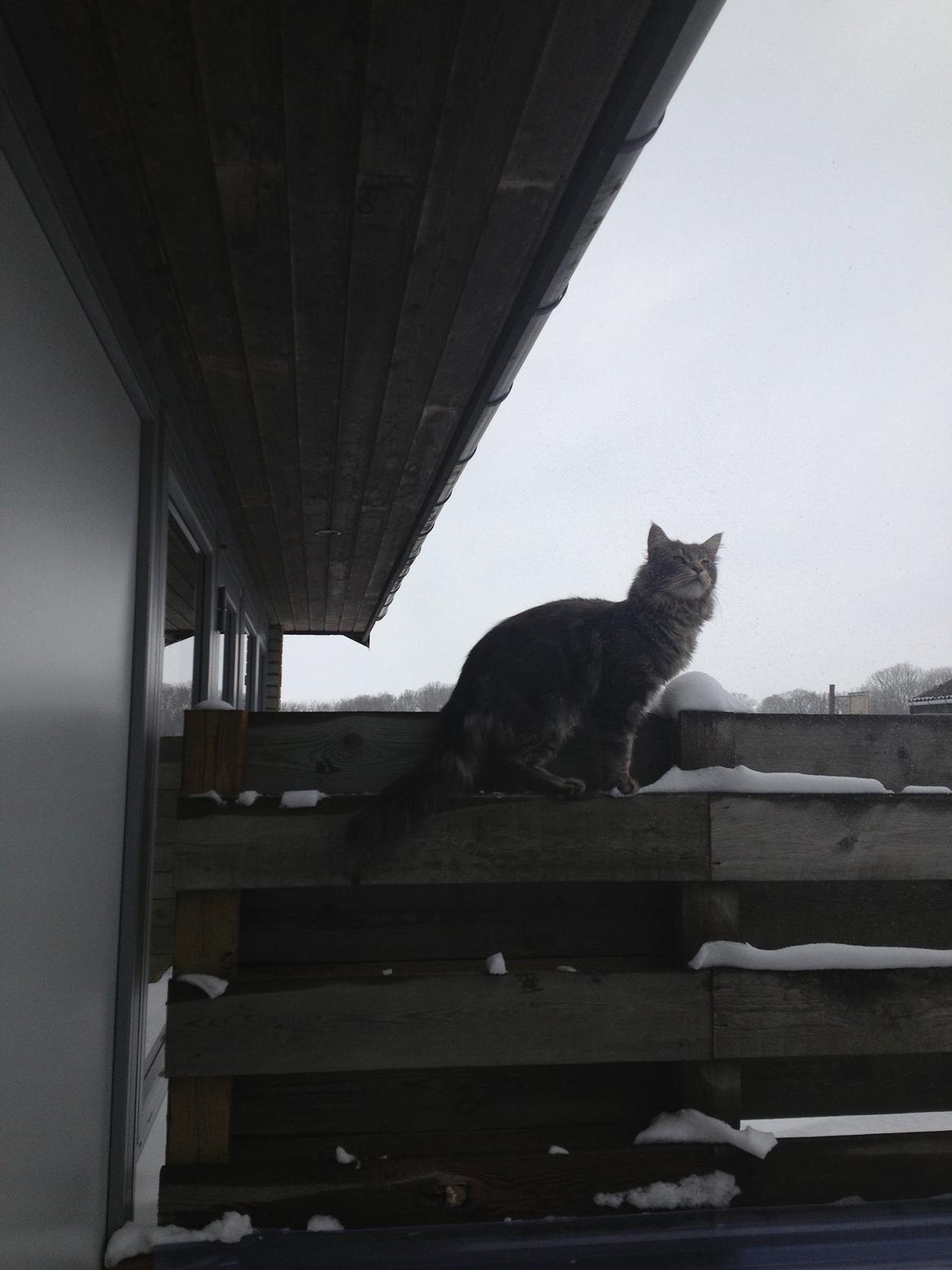 Maine Coon Tiger billede 18