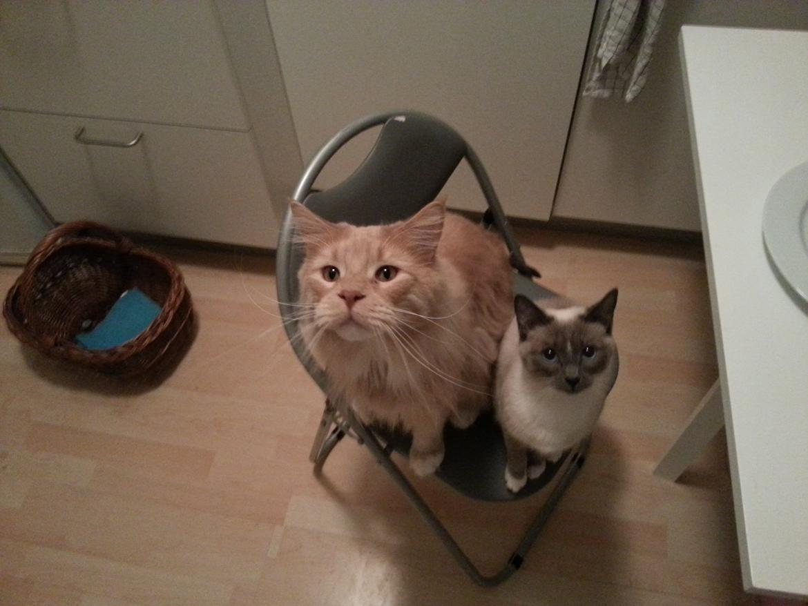 Maine Coon DK Abbycoon's Dizel *Fatuus* - Duoen, Fatuus og Lua billede 7