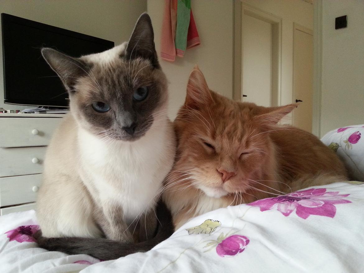 Maine Coon DK Abbycoon's Dizel *Fatuus* - Lykken er at have en bedste ven! billede 2