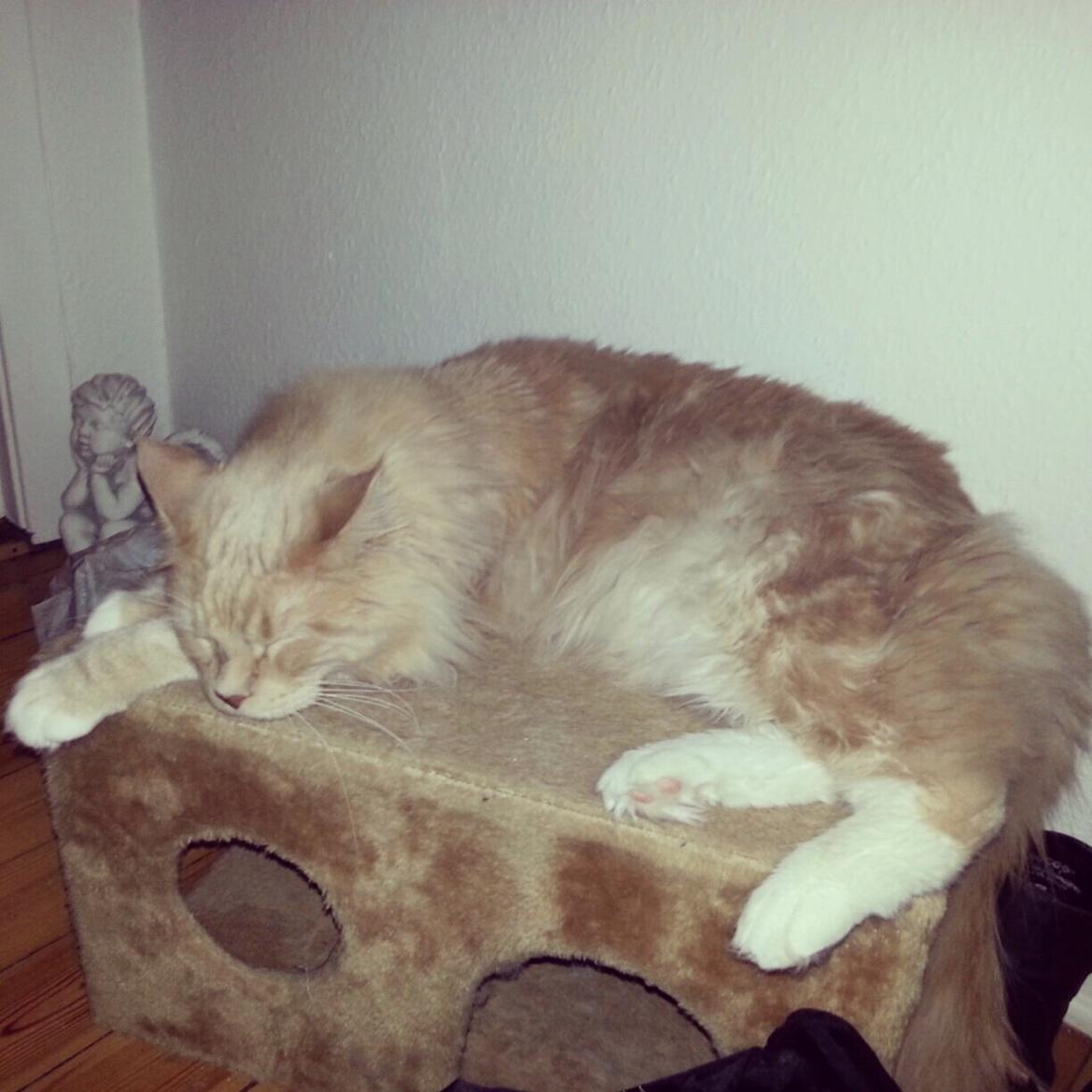 Maine Coon DK Abbycoon's Dizel *Fatuus* - Fatuus 1½ år billede 8