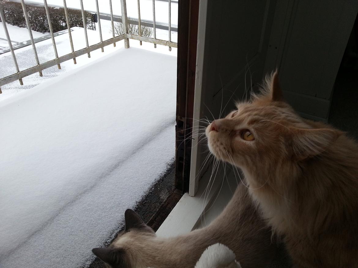 Maine Coon DK Abbycoon's Dizel *Fatuus* - Lige et lille kig ud på altanen (der siden er blevet indhegnet) billede 6