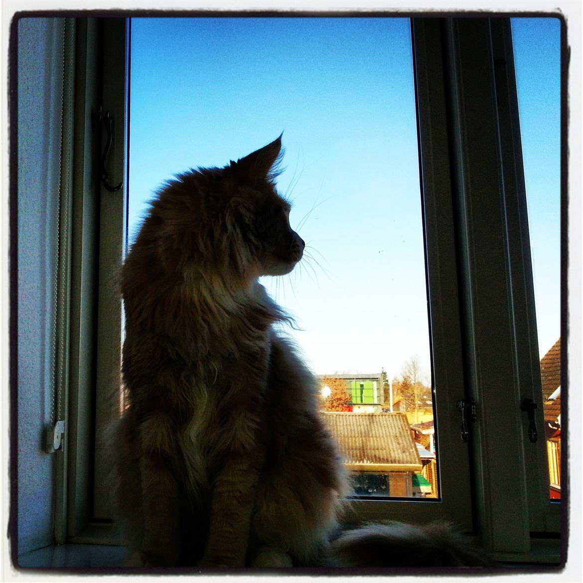 Maine Coon DK Abbycoon's Dizel *Fatuus* billede 1