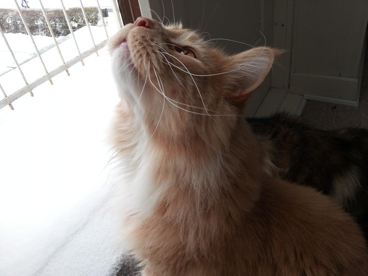 Maine Coon DK Abbycoon's Dizel *Fatuus* - Close up på min smukke dreng! <3 billede 3