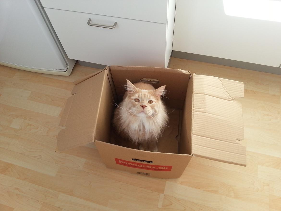 Maine Coon DK Abbycoon's Dizel *Fatuus* billede 4