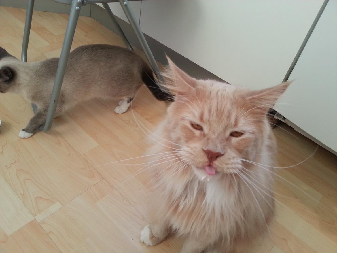 Maine Coon DK Abbycoon's Dizel *Fatuus* - Mmm ...  billede 5