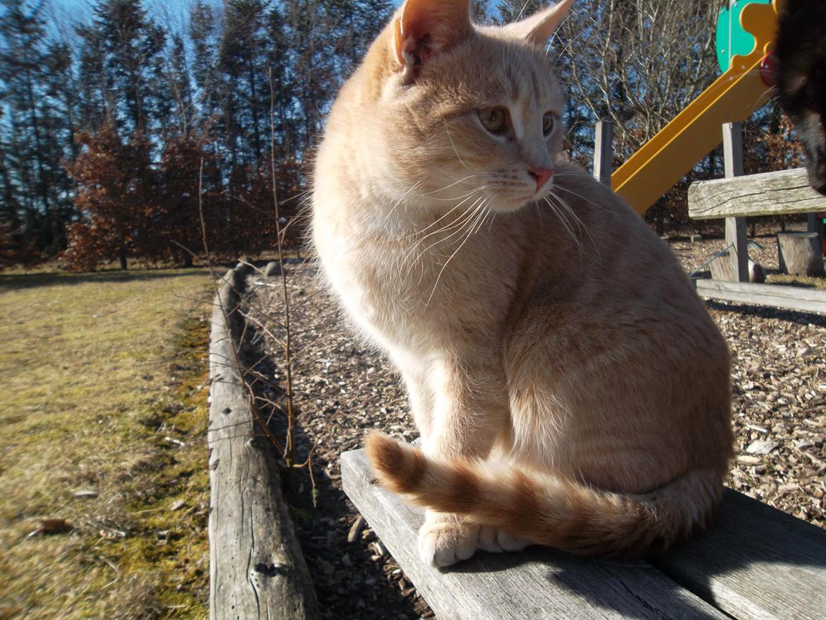 Huskat Porsche billede 2