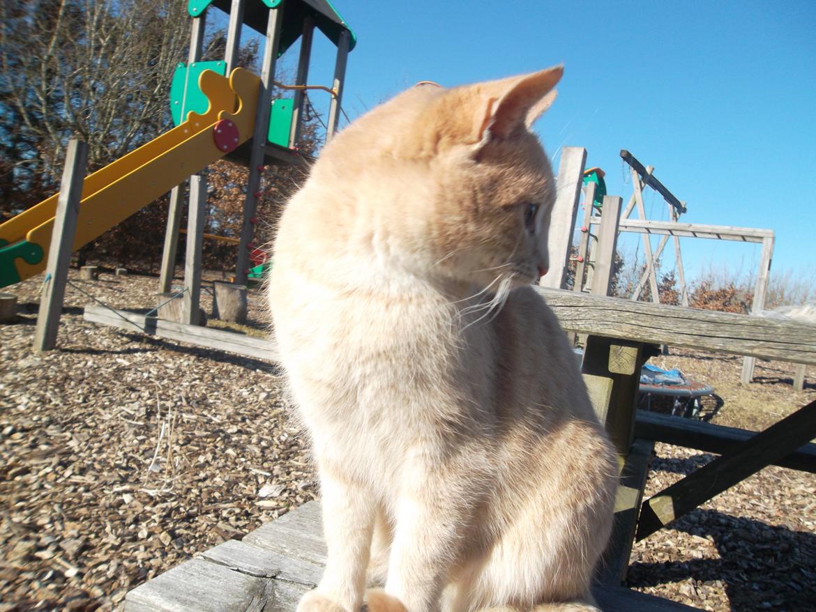 Huskat Porsche billede 3