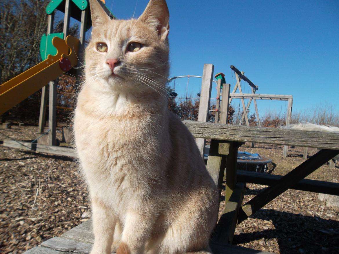 Huskat Porsche billede 4