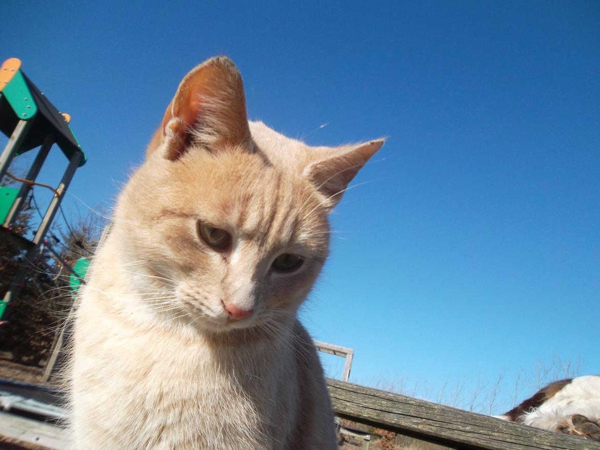 Huskat Porsche billede 5