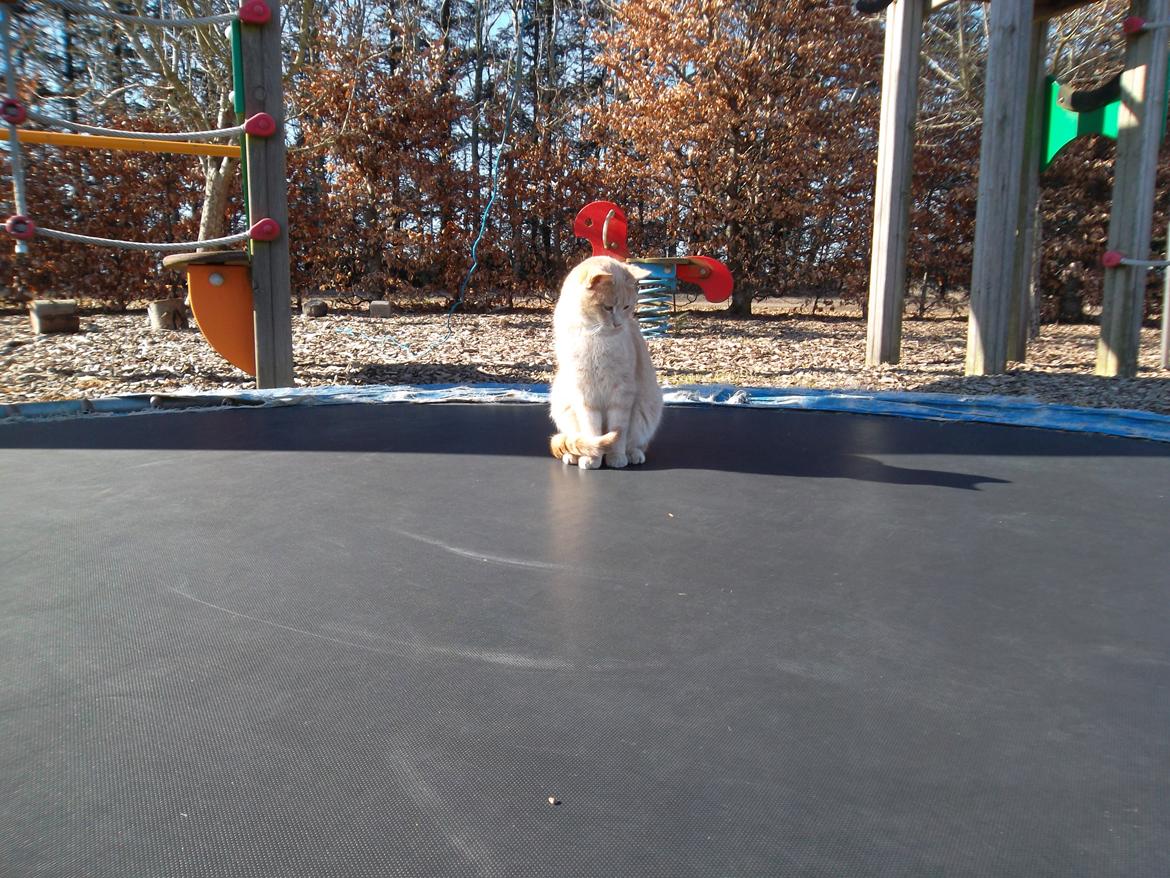 Huskat Porsche billede 6