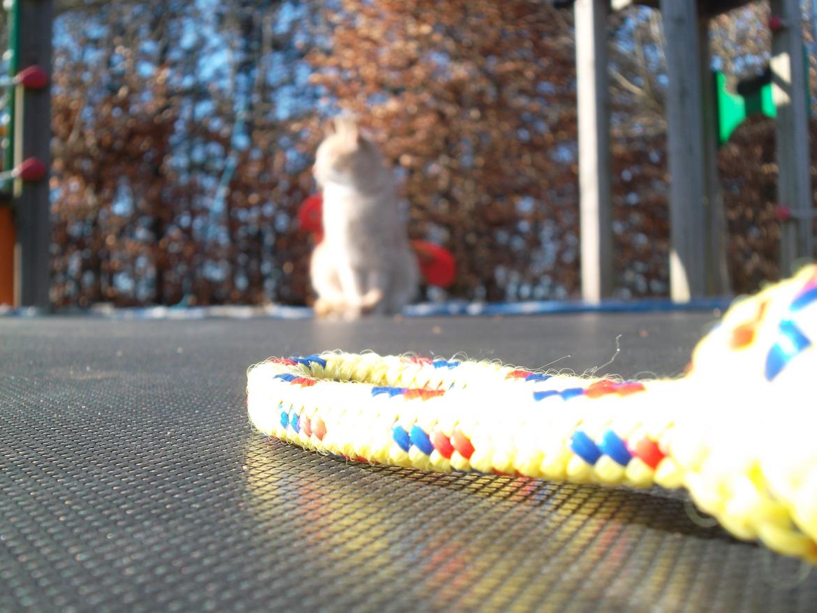 Huskat Porsche billede 7