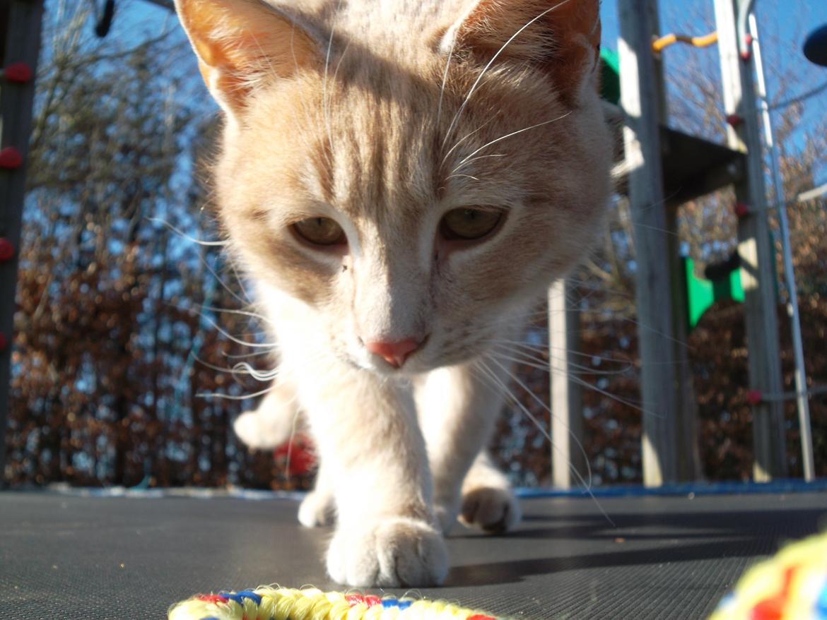 Huskat Porsche billede 1