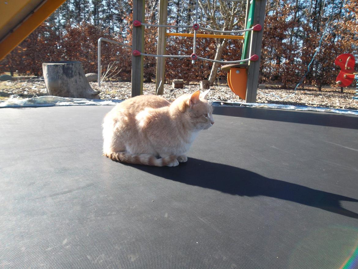 Huskat Porsche billede 8