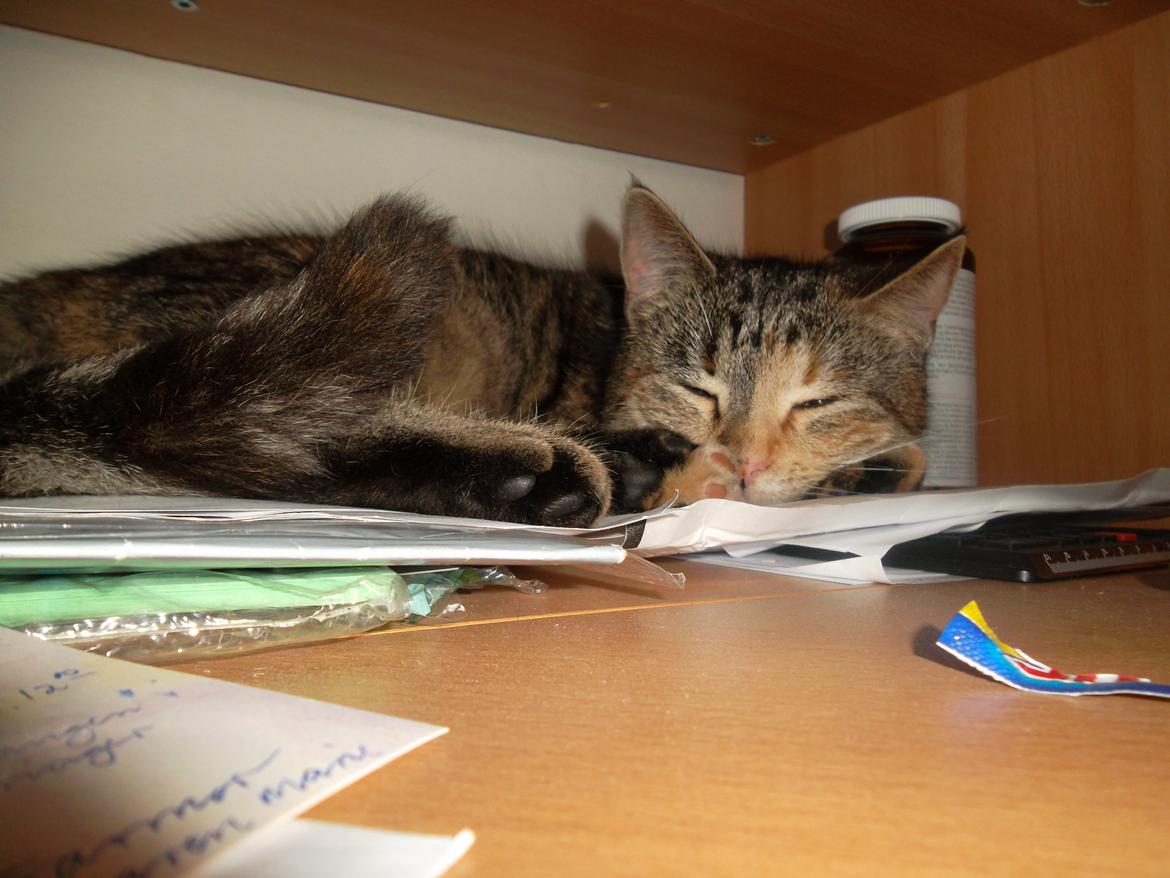 Huskat Lucky billede 5