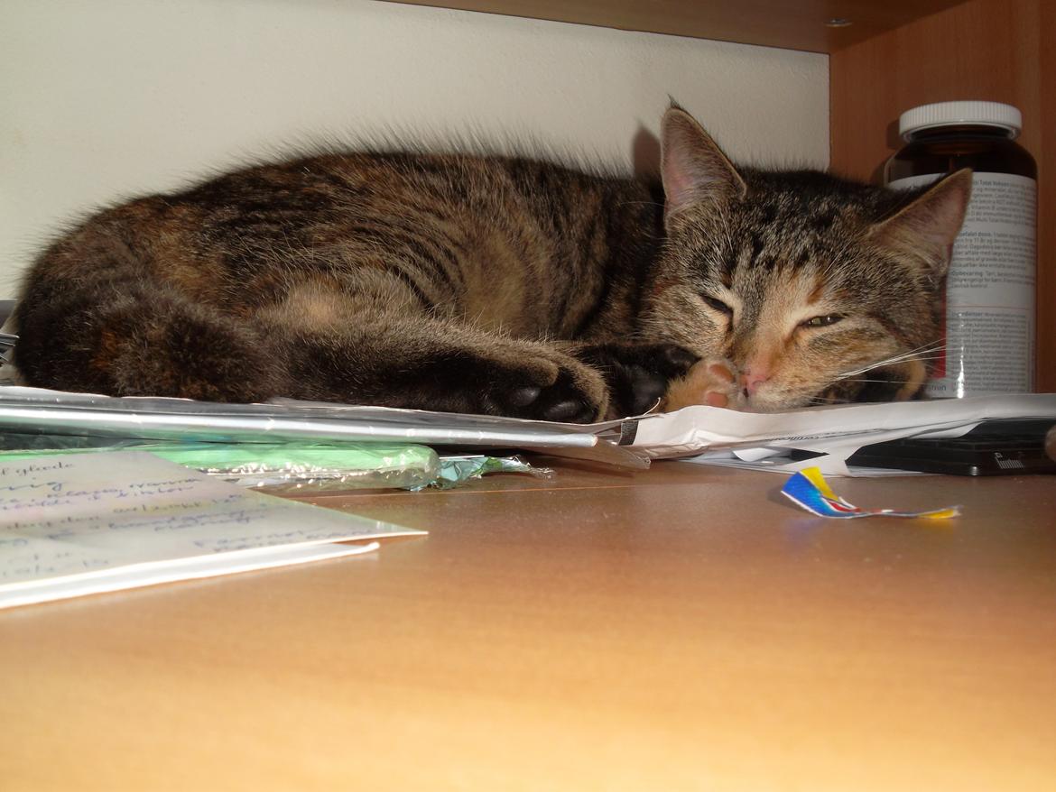 Huskat Lucky billede 6