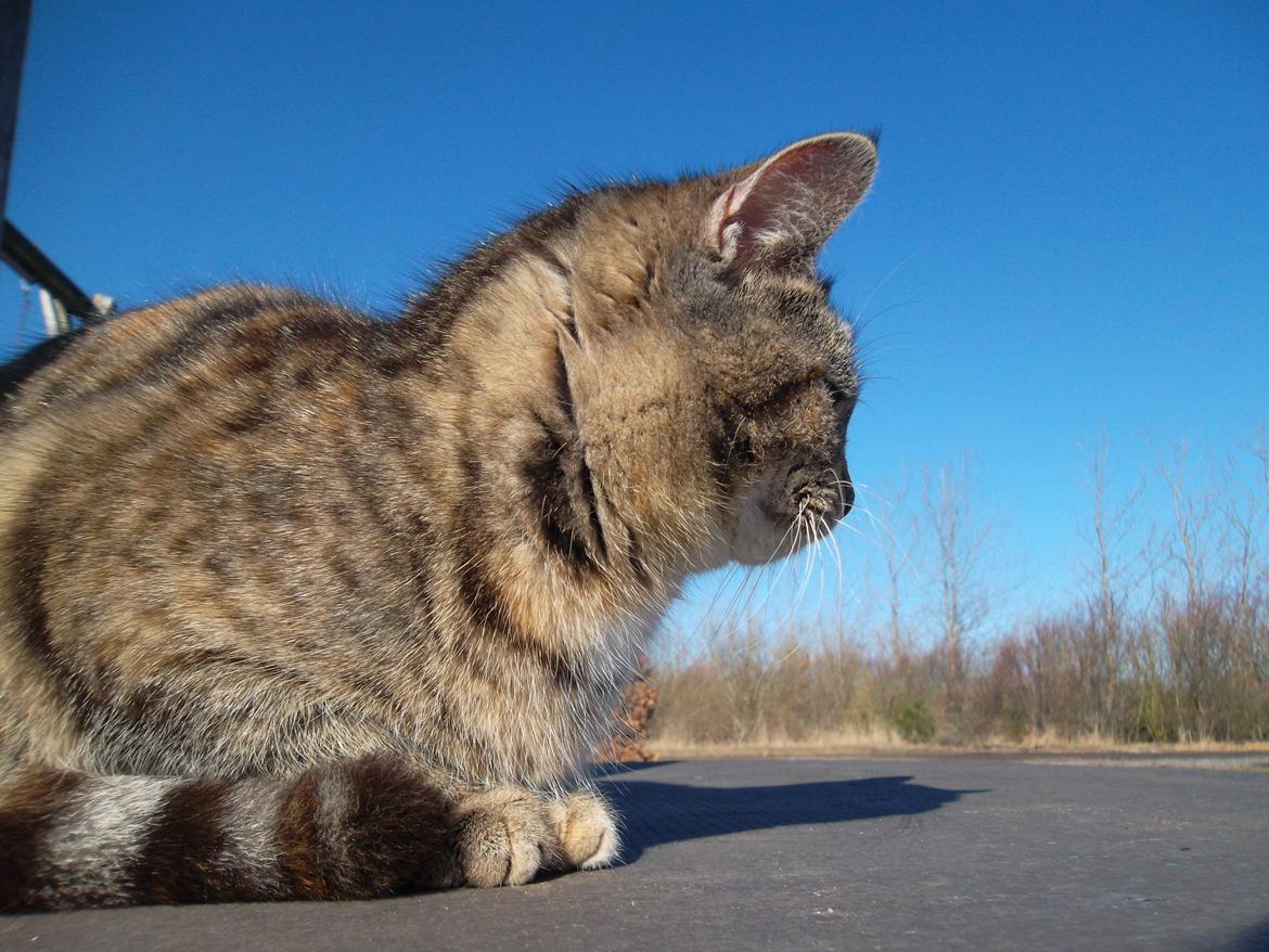 Huskat Lucky billede 7