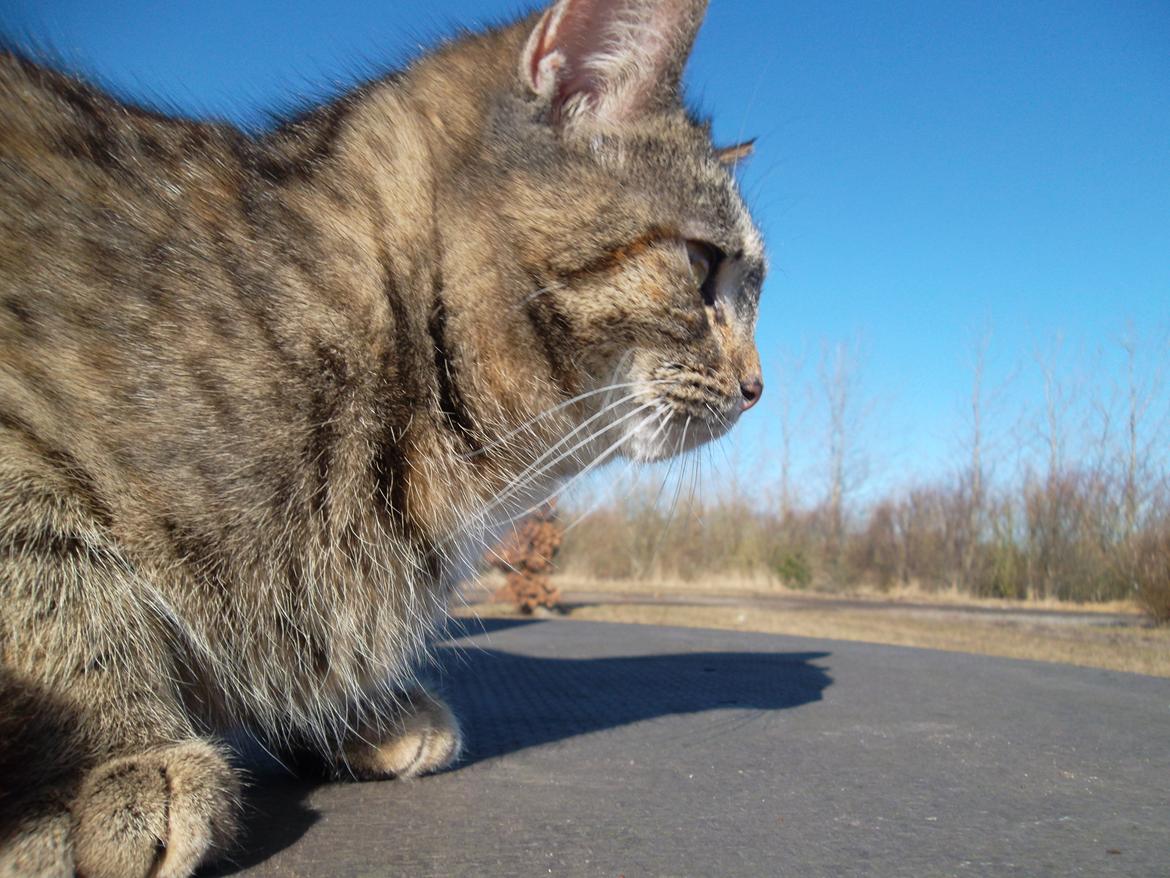 Huskat Lucky billede 8