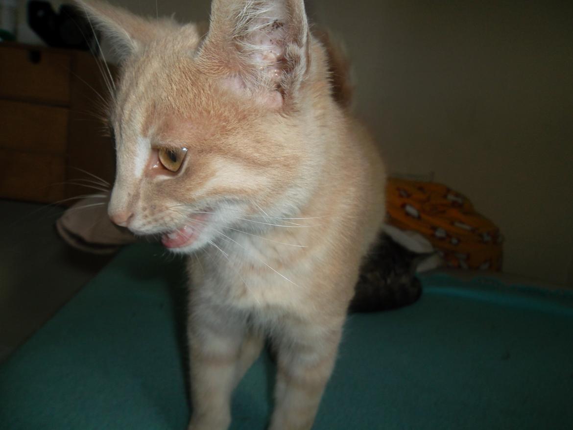 Huskat Porsche billede 9