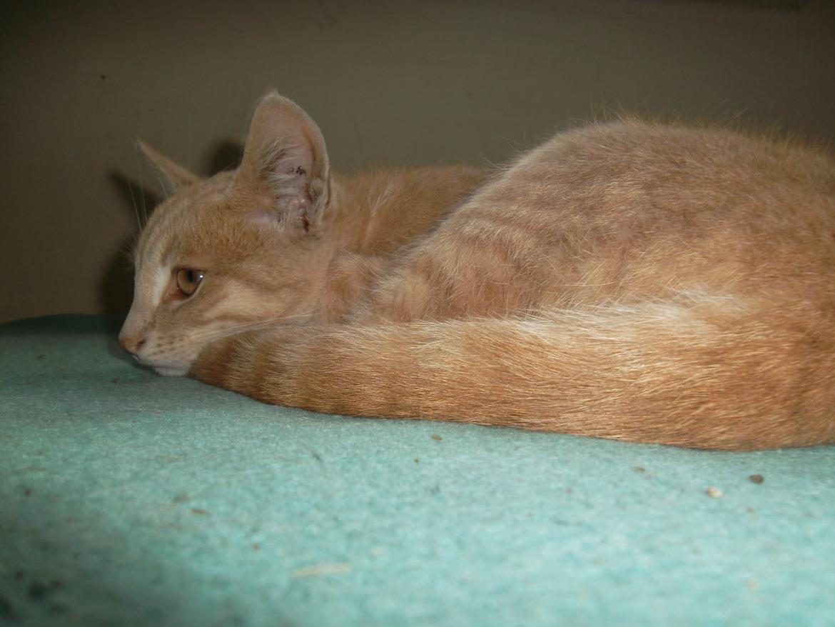 Huskat Porsche billede 10