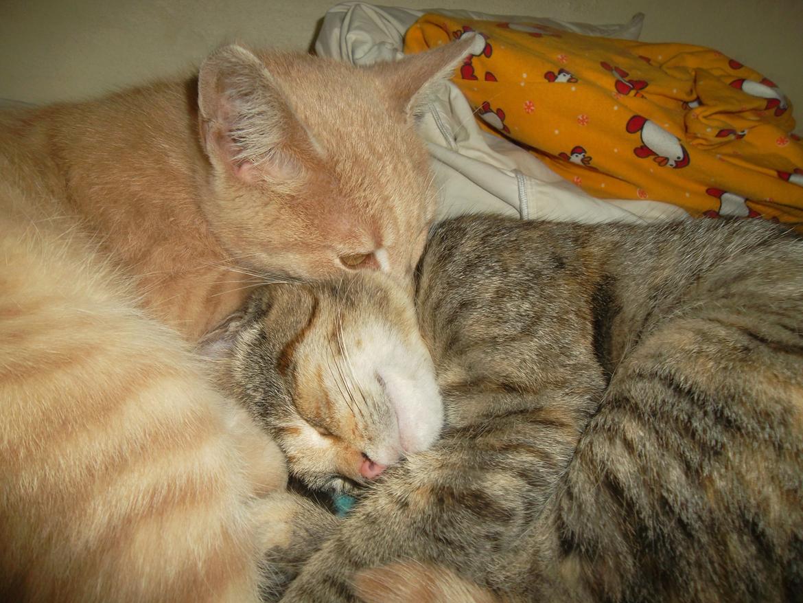 Huskat Porsche billede 11