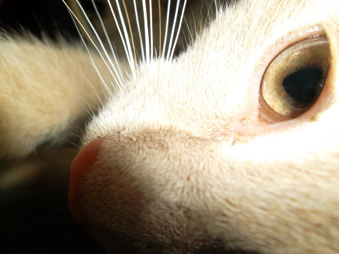 Huskat Porsche billede 13